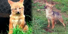 Run Run, el zorro andino rescatado en Lima, tuvo tres crías en un recinto especializado de Cajamarca, tras varios años de adaptación y monitoreo, según informaron responsables del centro de conservación.