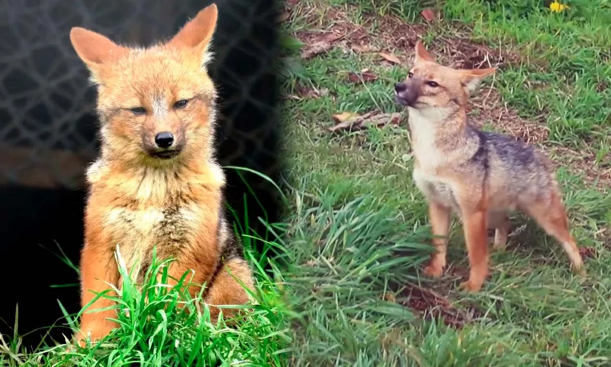 Run Run, el zorro andino rescatado en Lima, tuvo tres crías en un recinto especializado de Cajamarca, tras varios años de adaptación y monitoreo, según informaron responsables del centro de conservación.