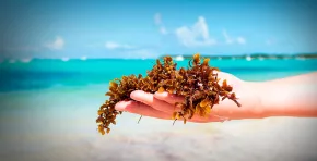 Investigadores del Caribe analizan cómo el sargazo puede transformarse en biodiesel, biogás y otros productos sostenibles para reducir su impacto ambiental y fortalecer la economía circular en comunidades costeras.