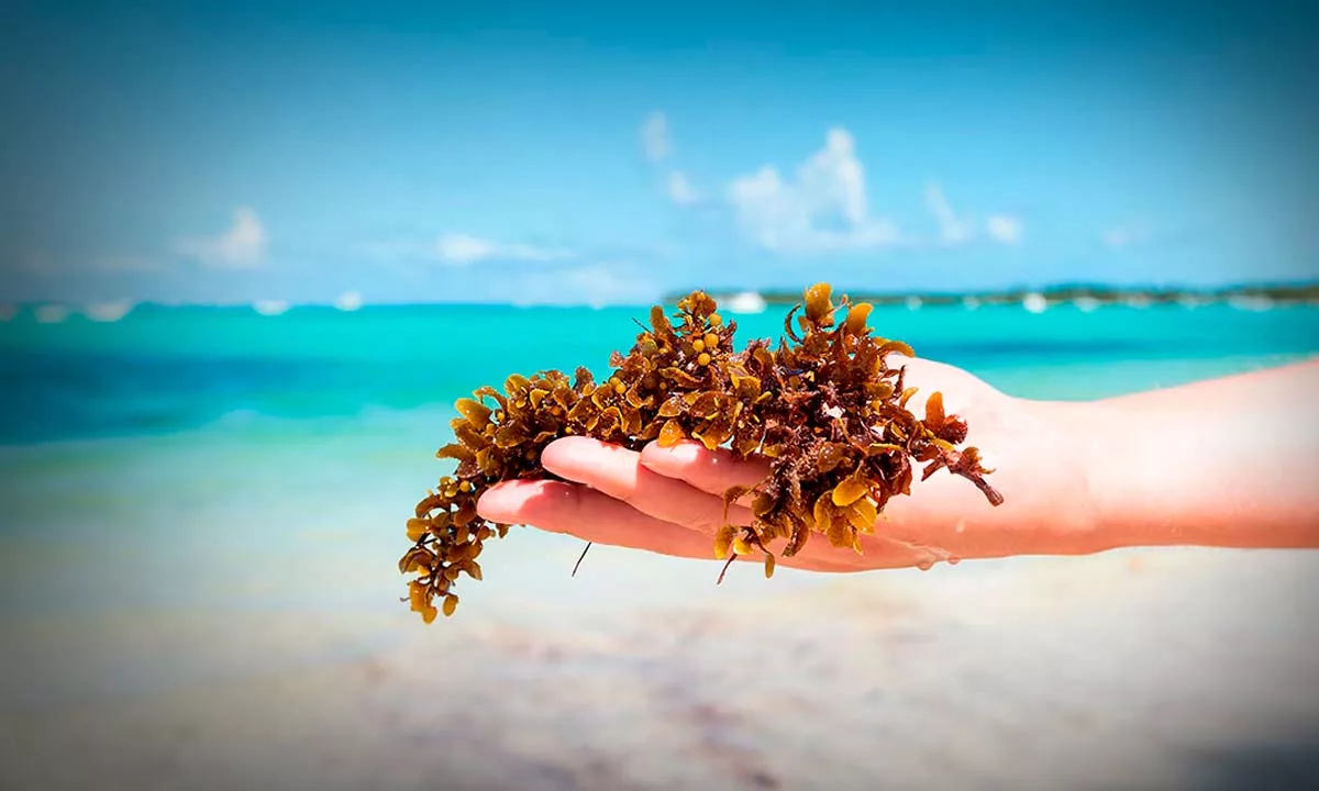 Investigadores del Caribe analizan cómo el sargazo puede transformarse en biodiesel, biogás y otros productos sostenibles para reducir su impacto ambiental y fortalecer la economía circular en comunidades costeras.