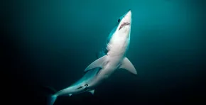 Investigadores aplicaron por primera vez en el país el método BRUVS y obtuvieron información inédita sobre la biodiversidad y la geografía submarina frente a Tumbes, Piura y Lambayeque.