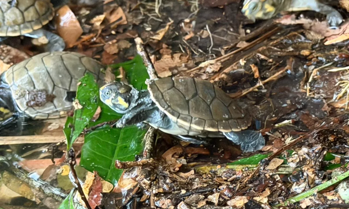 Su impacto viene despertando interés académico y tecnológico a nivel internacional y ha sido reconocido con el prestigioso premio Carbon Positive Award 2025.