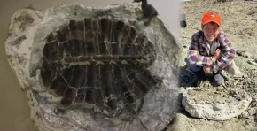 El fósil, perteneciente a la familia Trionychidae y hallado en la Formación Green River, confirma la existencia de extensos sistemas acuáticos en Norteamérica durante un periodo de temperaturas globales más elevadas que las actuales.