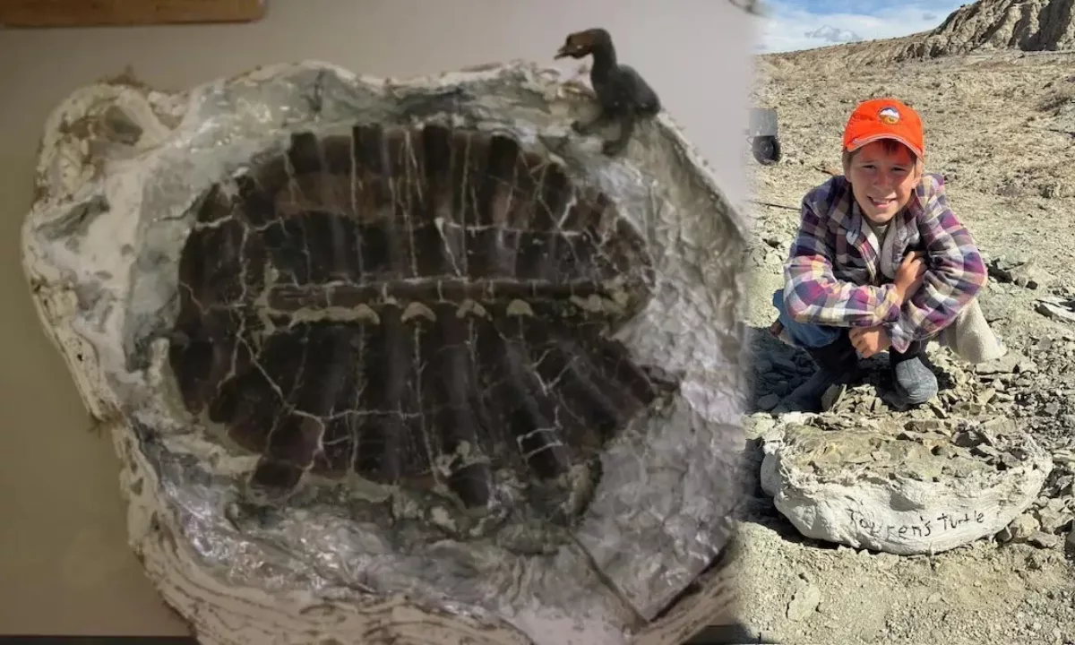 El fósil, perteneciente a la familia Trionychidae y hallado en la Formación Green River, confirma la existencia de extensos sistemas acuáticos en Norteamérica durante un periodo de temperaturas globales más elevadas que las actuales.