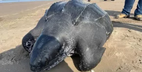Una tortuga laúd fue encontrada muerta en la playa Los Palos, en Tacna. El IMARPE realizó muestreos para determinar las causas del varamiento de esta especie en peligro de extinción.
