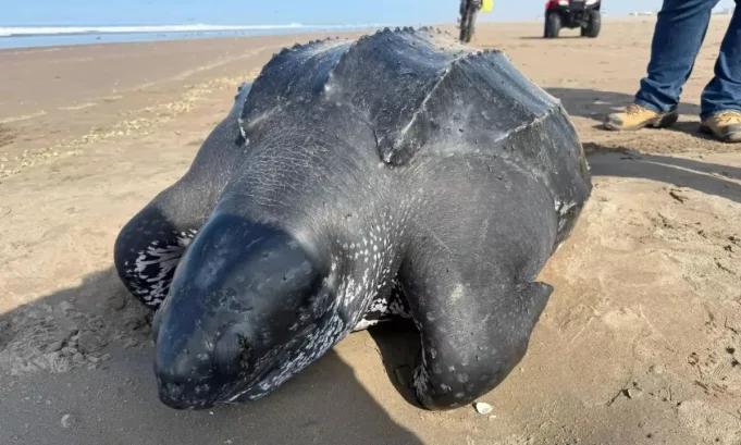 Una tortuga laúd fue encontrada muerta en la playa Los Palos, en Tacna. El IMARPE realizó muestreos para determinar las causas del varamiento de esta especie en peligro de extinción.