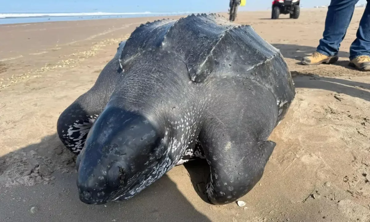 Una tortuga laúd fue encontrada muerta en la playa Los Palos, en Tacna. El IMARPE realizó muestreos para determinar las causas del varamiento de esta especie en peligro de extinción.